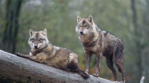 Wolf, winter, lake, sight, gray, white, forest, alone, art. Animal Wolf Sitting 4K HD Wallpapers | HD Wallpapers | ID ...