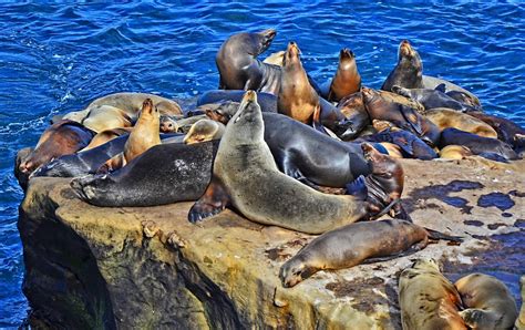 Where To See Seals In San Diego San Diego Speed Boat Adventures
