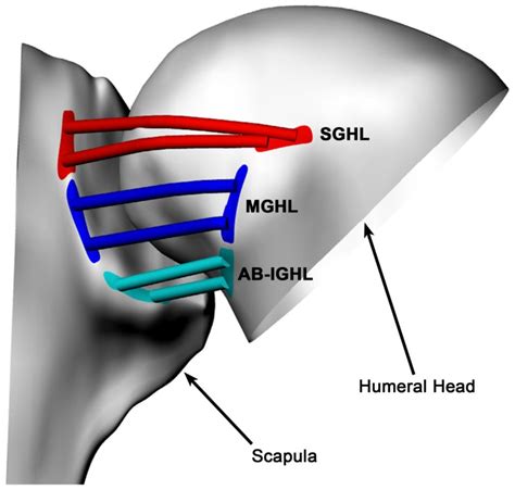 In Vivo Glenohumeral Translation And Ligament Elongation During