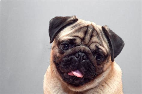 Portrait Of Beautiful Female Pug Puppy Dog With Protruding Tongue Stock