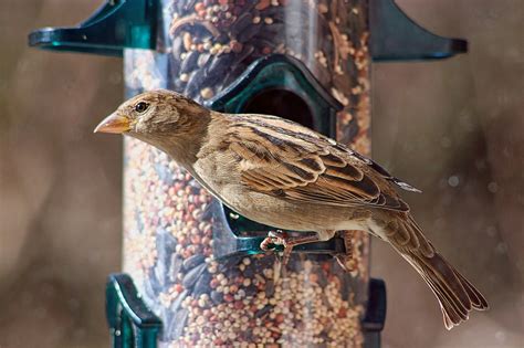 How To Attract Birds To Your Gardens And Balconies List Of Plants That