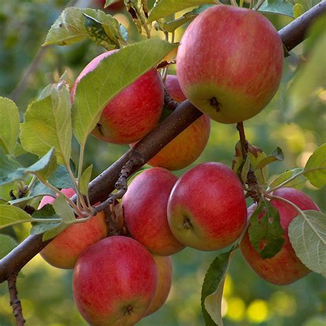 Fruit Trees Home Gardening Apple Cherry Pear Plum Dual Fruit Trees Uk