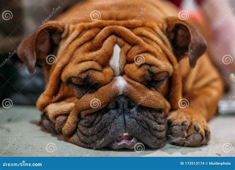 Sleeping Brown English Bulldog Close Up View Stock Photo Image Of