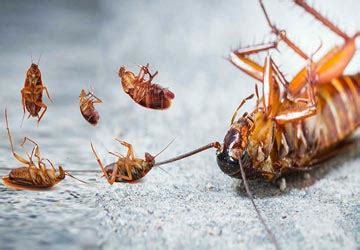 When considering what cockroach control method to use, it is best to first examine your home for possible roach infestation sites. Best Pest Control Services in Abu Dhabi | Bedbugs Control