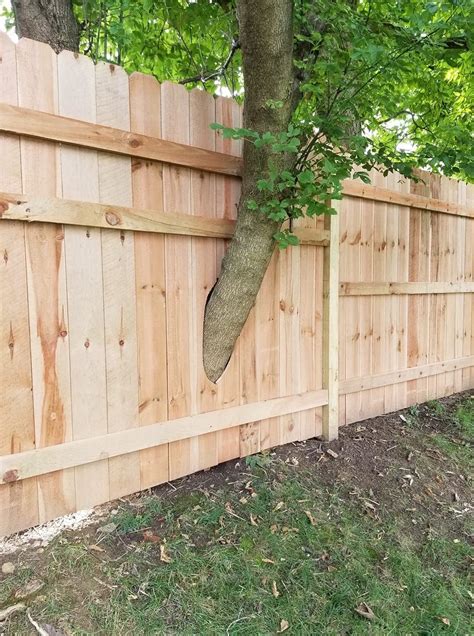 A Tree Thru Fence Cedar Fence Fence Outdoor Structures