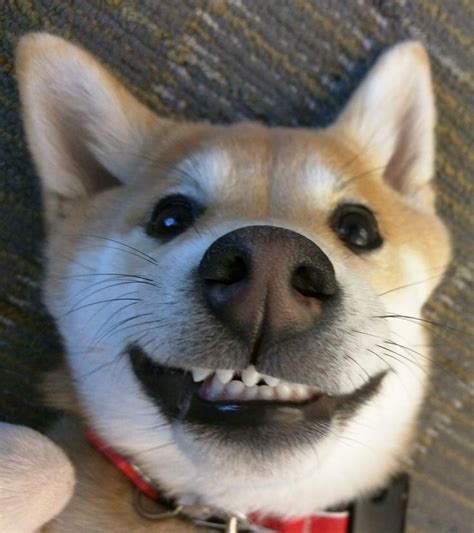 Dog Smiling