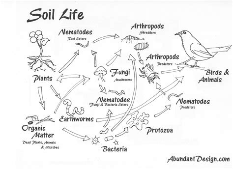 Begin coloring your mandala, using whatever medium you desire such as paints, crayons, water colors etc. Abundant Design: Building Soil for Health, Climate & Profit