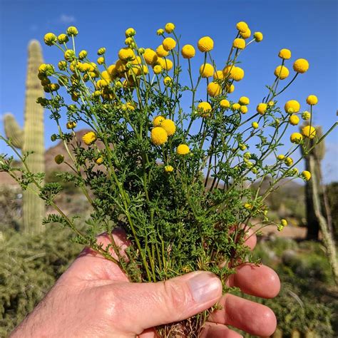 A New Invasive Weed In Arizona Globe Chamomile Aka Stinknet