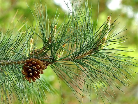 Long Needles Pine Branch Photograph By Lyuba Filatova Fine Art America
