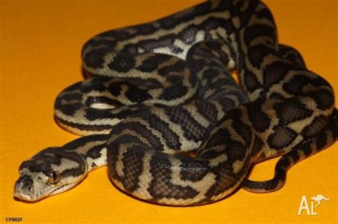 Stimsons Carpet Woma Pythons For Sale For Sale In Burns Beach