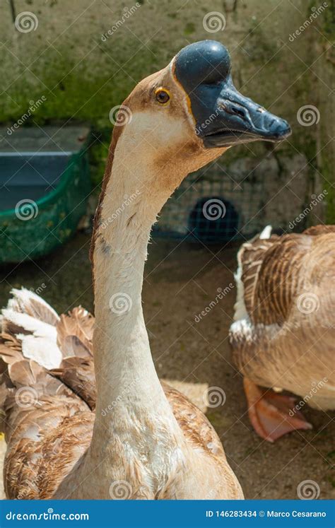 Guineafowl Goose With Its Long Neck Stock Photo Image Of Hens