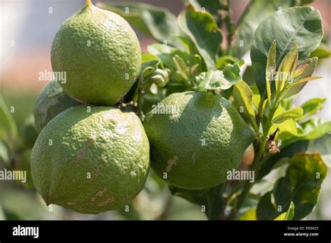 Green Lemons On Tree In Sunshine Citrus Limon L Osbeck From The