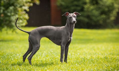 Italian Greyhound Breed Characteristics Care And Photos Bechewy