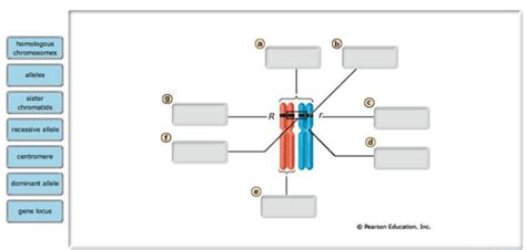 Complete the sentences about plant cell wall structure and function with the correct terms. Genes and chromosomes. can you label these chromosomes ...