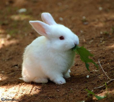 Conejo Blanco Animalesme