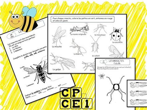 Les Insectes Insectes Science Montessori Science