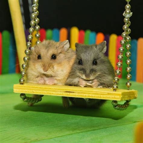 See more of schattige dieren on facebook. Schattige dieren - Hamsters - Wattpad