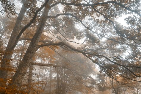 Misty Forest Branchscape Sepia Euphoria By Somadjinn On Deviantart