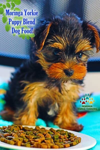 The best dog food for your beloved furbaby is ultimately up to you to decide. MORINGA FOR DOGS * Moringa Pet Food - YORKIE PUPPIES FOR ...