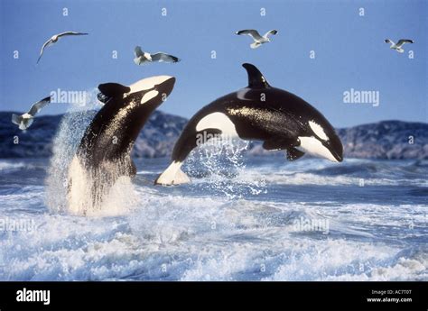 Killer Whale Breaching Pictures Desktop Wallpapers