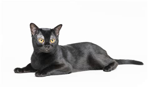 Bombay Cat Breed Information And Characteristics