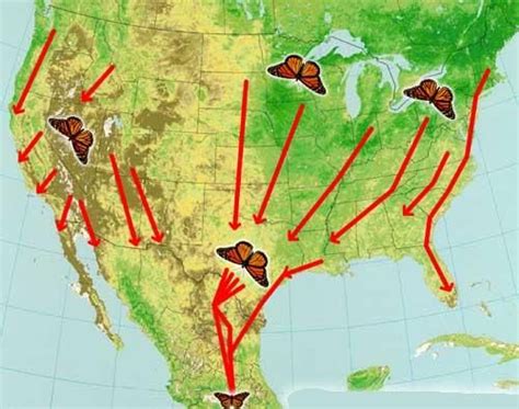 The Most Amazing Insect Migration The Monarch Butterfly Monarch