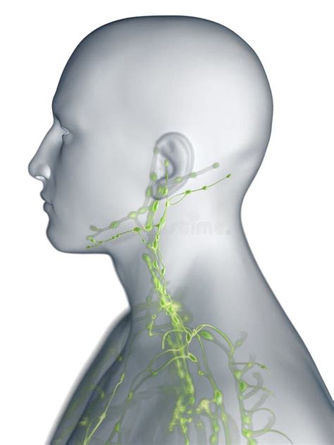 The Lymphatic System Of The Neck Stock Illustration Illustration Of