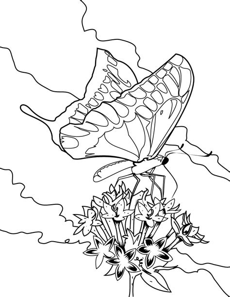 Select one of 1000 printable coloring pages of the category adult. Free Printable Butterfly Coloring Pages For Kids