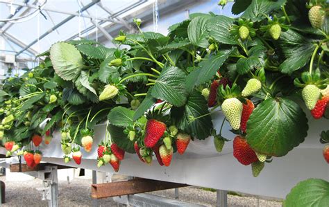 Essentials For Growing Hydroponic Strawberries Successfully Hort Americas