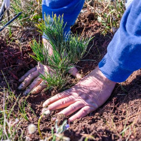 Pine Tree Growing Guide — Tips That Work