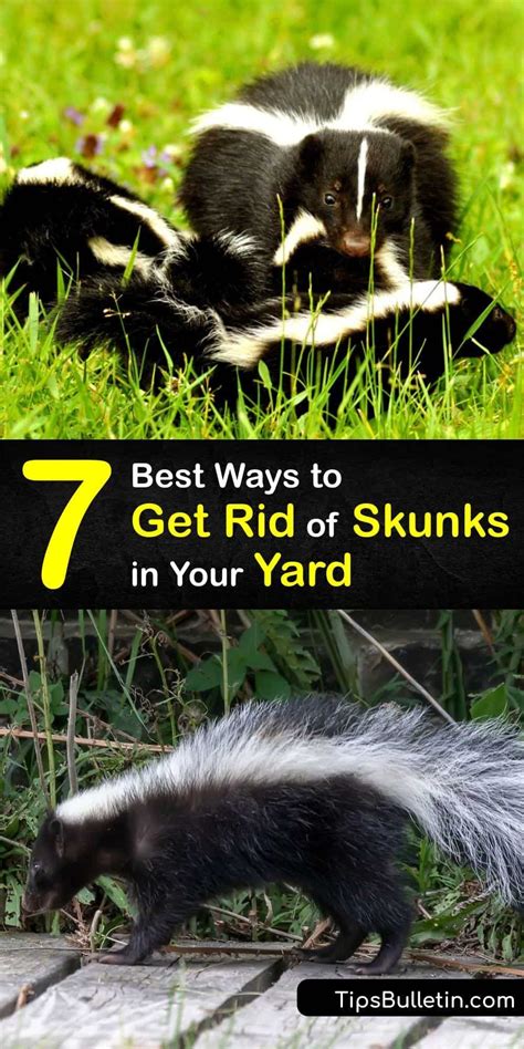 7 Best Ways To Get Rid Of Skunks In Your Yard Getting Rid Of Skunks