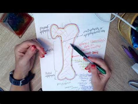 Bone histology - YouTube