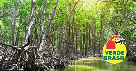 Verde Brasil A Frágil Muralha Da Ecologia Costeira E Os Manguezais