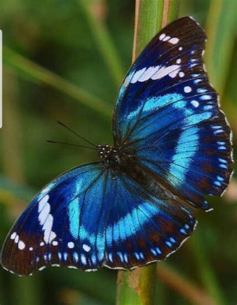 Pin By Bernadette Garcia On Butterfly Butterfly Pictures Beautiful