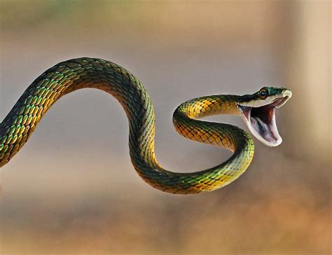 Striking Parrot Snake Photographed By Sue Green Pics