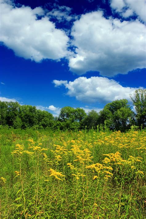 Fotos Gratis Paisaje árbol Naturaleza Bosque Césped Horizonte