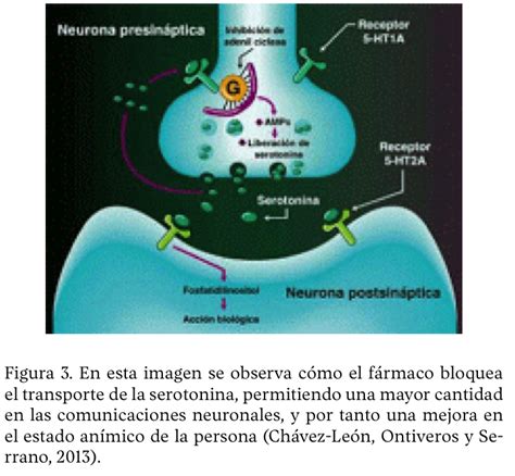 Mecanismos de acción de los fármacos antidepresivos Ciencia UANL