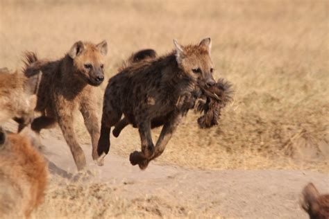 Arjun Dheer 🎯 On Twitter Who Says Hyenas Cant Jump Wait For It