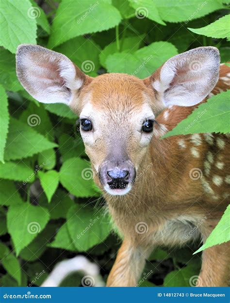 Whitetail Deer Fawn Stock Image Image Of Outdoors Fawn 14812743