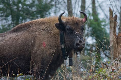 European Bison Released Into The Wild In The Eastern Carpathians