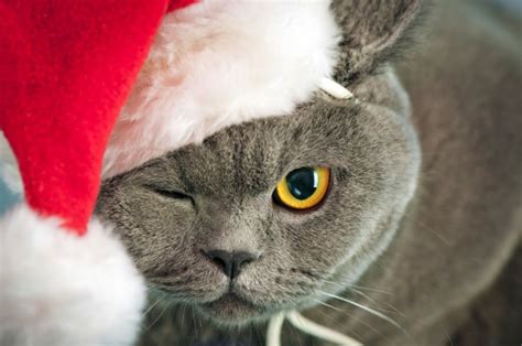 Fondos De Pantalla De Navidad Bonitos - 720x1280 Wallpaper ...