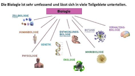 Physiologie Biologie Von Griechisch βίος Bíos Le