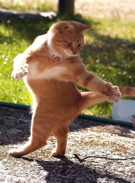 Funny Dancing Fat Cat Cute Cat Pics Pinterest