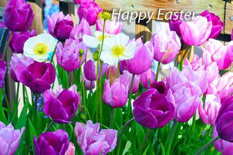 Happy Easter Tulips Free Stock Photo Public Domain Pictures