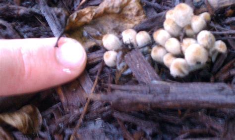 Northern Virginia Shrooms Everywhere Mushroom Hunting And