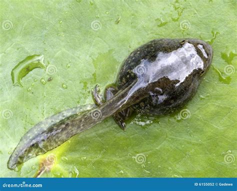 Tadpole Stock Photo Image Of Water Macro Amphibian 6155052