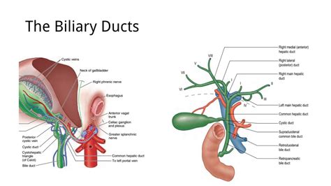 TOPIC 24 Anatomy Of The Biliary Ducts And The Gallbladder YouTube
