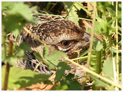 In dieser lektion befinden sich 199 karteikarten. Tierische AugenBlicke - fotografiert von Eckhard Baumann ...