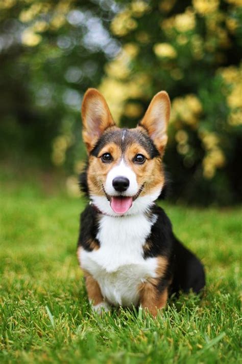 The 30 Cutest Dog Breeds Most Adorable Dogs And Puppies