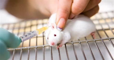 These Cosmetic Companies Support Animal Testing! Avoid ...